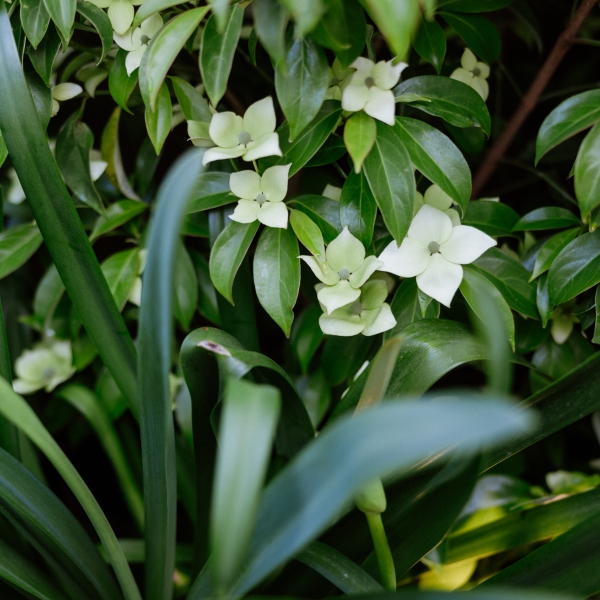 cornus kousa plantes plantation fleurs jardinier paysagiste paris bureau amenagement terrasse bois 